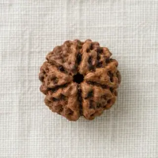 7 Mukhi Rudraksha Bead Saat Mukhi Rudraksha natural Vedic gemstone